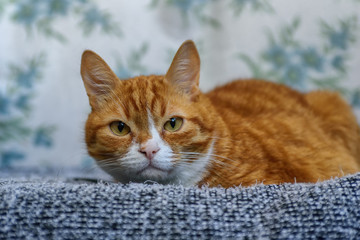 Fototapeta na wymiar portrait of a lying red cat