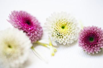 Flower on white texture canvas background. Soft focus.