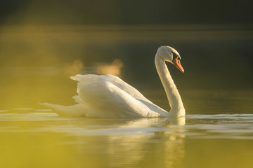 Naklejka na ściany i meble swan with golden atmosphere