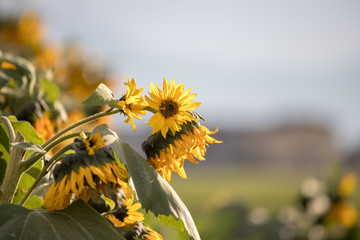 Fototapeta premium Sonnenblumenfeld, Blüten