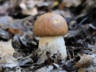 Boletus mushroom close-up