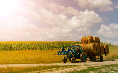 Obraz premium tractor on the background of a field of sunflower, a clear warm day