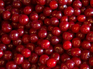 Ripe cherries with water drops