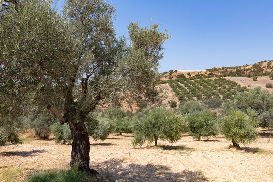 Olivenbäume auf Kreta, Griechenland