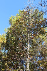 tall birch tree