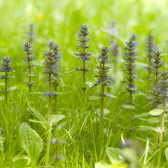 densely growing grass and flowers of stachys growing on the summer forest edge