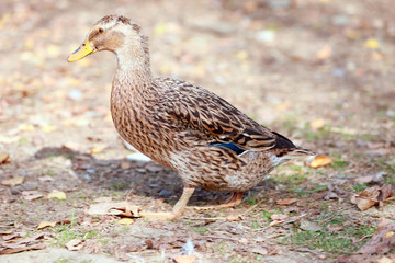 Peaceful autumn photo taken at the poultry farm in the countryside