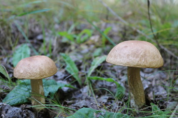 Two mushrooms boletus close-up