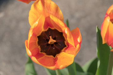 Beautiful single orange tulip flower
