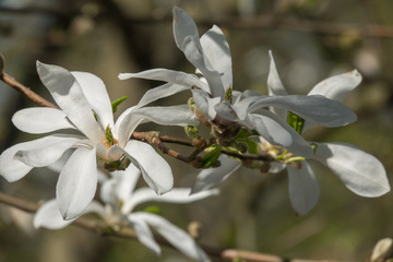 Close-up view of white magnolia tree flowers © Zigurds