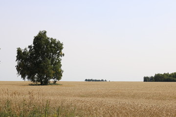 Lonely birch on a wheat field