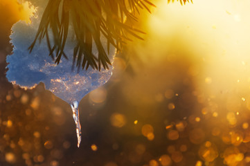 Icicle, snow and pine needles