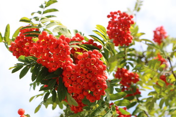 Bunches of ripe rowan on a tree close up.