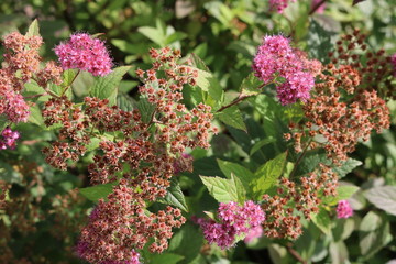 Pink flowers in small garden close up.