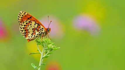Obraz premium Melitaea didyma 471