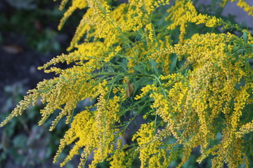 Yellow flowers of goldenrod in a flower bed close-up