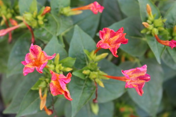 Small pink-orange flowers in the flower bed, top view