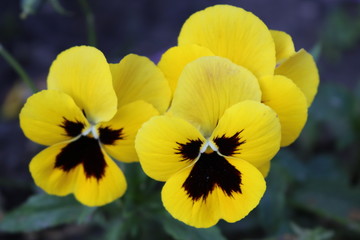 Yellow pansy flowers closeup.