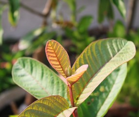 Gwava leaf