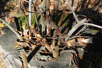 tree stump with sticks