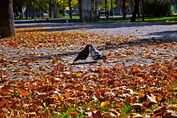 autumn leaves in the park
