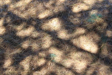 shadows of criss cross trees and pine needles