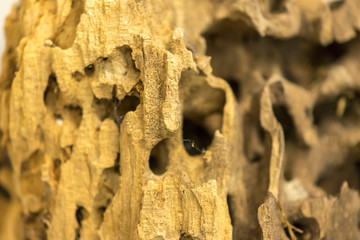 Carpenter Ant Damaged Wood