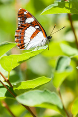 sylvain azuré dans les feuillages vert