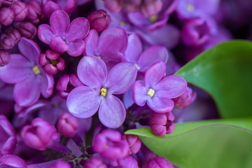 Lilac violet flowers