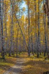 Beautiful autumn landscape: yellow birch forest on sunny day