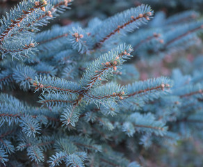 Beautiful blue spruce close up