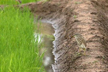 Paddyreiher im Reisfeld 