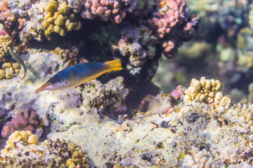 Green birdmouth wrasse