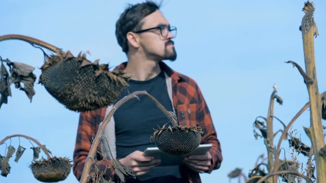 A person looks at dried sunflower, holding a tablet. 4K. Global warming concept.