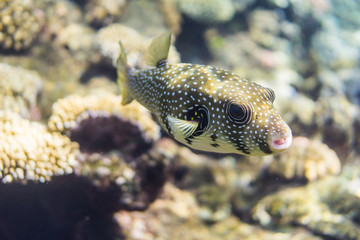 Whitespotted puffer © Sergey