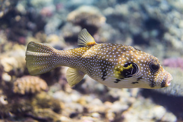 Whitespotted puffer