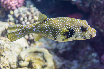 Whitespotted puffer