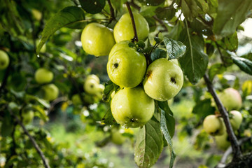 Fresh organic orchard full of riped green apples before harvest