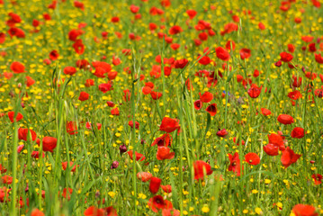 Field of red poppies ( spring concept )