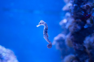 Seahorse, Hippocampus swimming in the ocean, against a background of corals
