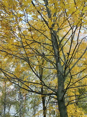 birds in autumn park