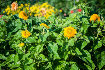 Field of sunflowers, summer sunny in the afternoon. Theme of summer, heat, harvest