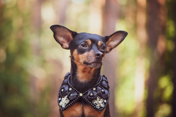 Dog in  in royal clothes, on a natural background. Dog lord, prince, dog power theme