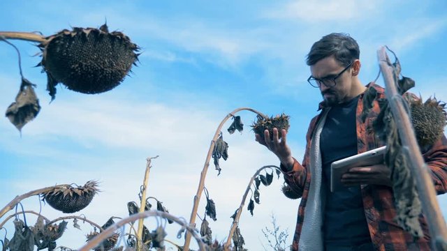 Man looks at dead sunflowers on a farming field during a drought. Damaged crop concept.
