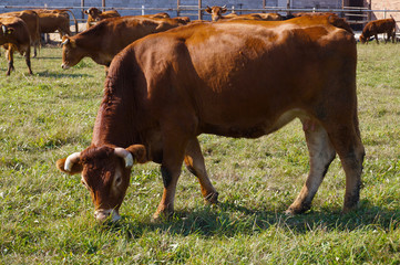 A view of a grazing herd of cows. The whole silhouette of a limousine cow.