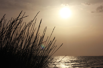 Sunrise reed at the ocean