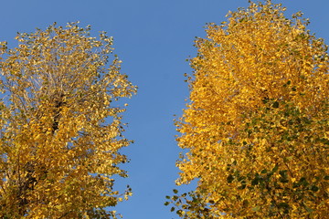 yellow tree in autumn. Tree crown. Autumn tree and sky. Blue sky