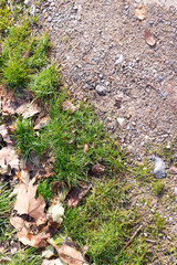 Obraz premium A grass lawn covered with fallen maple leaves.