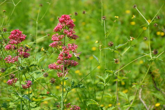 Blumenwiese