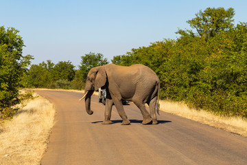 Fototapeta na wymiar Elephant in Kruger Park cross the road 